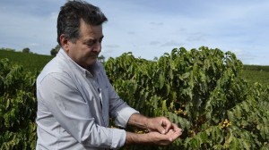 Drought Damages Brazil Coffee Crop