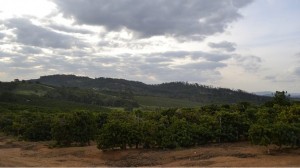 Parched Landscape in Brazil