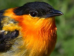 Orange Collared Manakin