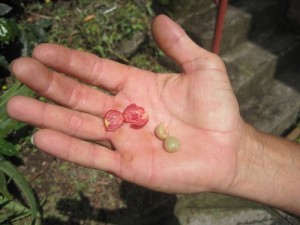 Coffee Fruit and Bean