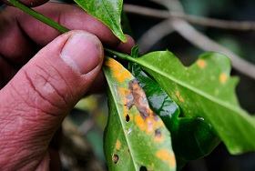 One of the organic coffee disadvantages is that organic crops are more susceptible to coffee leaf rust.