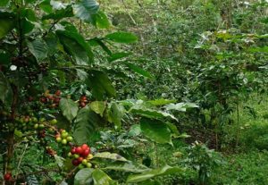 There are many shade grown coffee benefits including preservation of biodiversity and a better cup of coffee.